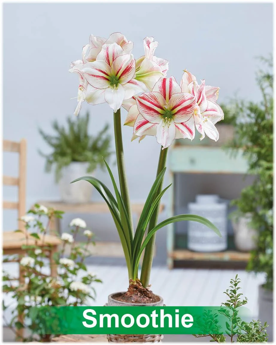 Smoothie® amaryllis van Park Amaryllis — Smoothie wit met rode amarylis van Park Amaryllis — foto 3