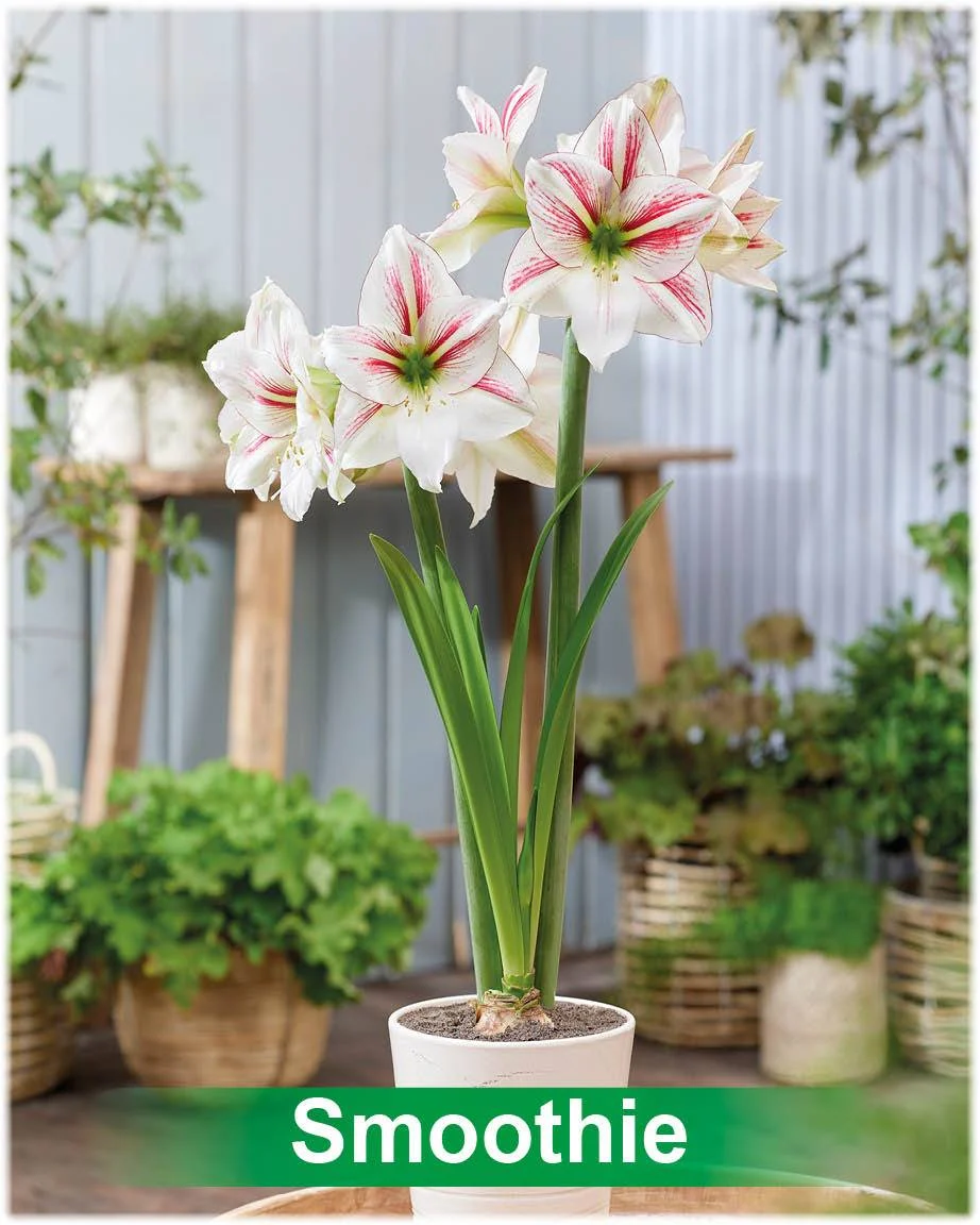 Smoothie® amaryllis van Park Amaryllis — Smoothie wit met rode amarylis van Park Amaryllis — foto 4