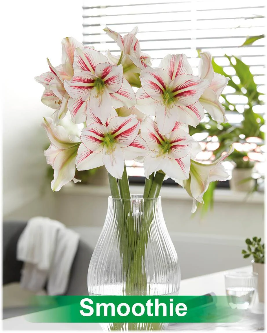 Smoothie® amaryllis van Park Amaryllis — Smoothie wit met rode amarylis van Park Amaryllis — foto 5
