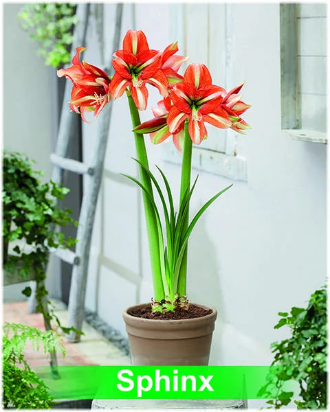 Sphinx® amaryllis van Park Amaryllis — Park Amaryllis Sphinx bloemen "The Amaryllis innovator" — foto 2
