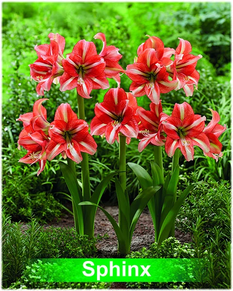 Sphinx® amaryllis van Park Amaryllis — Park Amaryllis Sphinx bloemen "The Amaryllis innovator" — foto 3