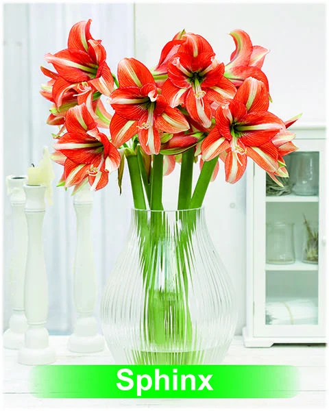 Sphinx® amaryllis van Park Amaryllis — Park Amaryllis Sphinx bloemen "The Amaryllis innovator" — foto 4