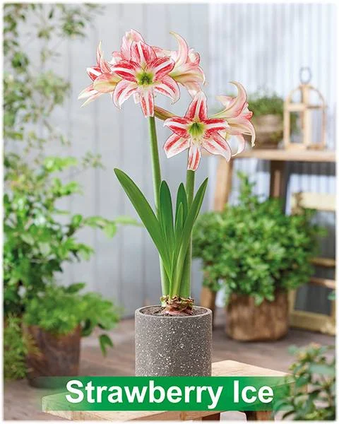 Strawberry Ice® amaryllis van Park Amaryllis — Strawberry Ice wit met rood gestreepte amaryllis Park Amaryllis — foto 2