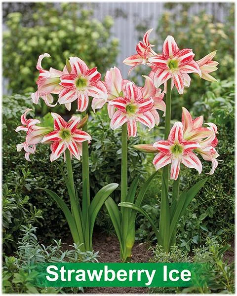 Strawberry Ice® amaryllis van Park Amaryllis — Strawberry Ice wit met rood gestreepte amaryllis Park Amaryllis — foto 3