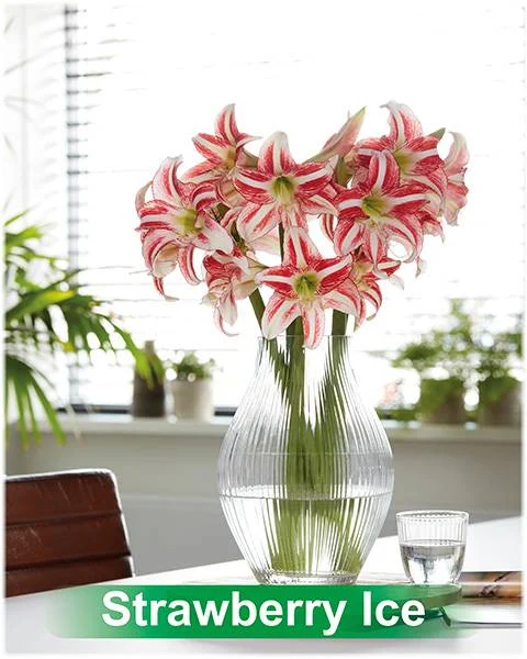 Strawberry Ice® amaryllis van Park Amaryllis — Strawberry Ice wit met rood gestreepte amaryllis Park Amaryllis — foto 4