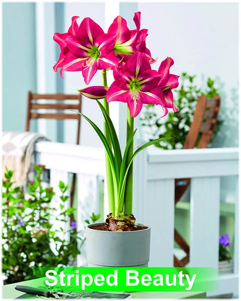 Striped Beauty® amaryllis van Park Amaryllis — Park Amaryllis Striped Beauty bloemen "The Amaryllis innovator" — foto 2
