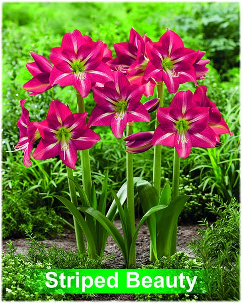 Striped Beauty® amaryllis van Park Amaryllis — Park Amaryllis Striped Beauty bloemen "The Amaryllis innovator" — foto 3