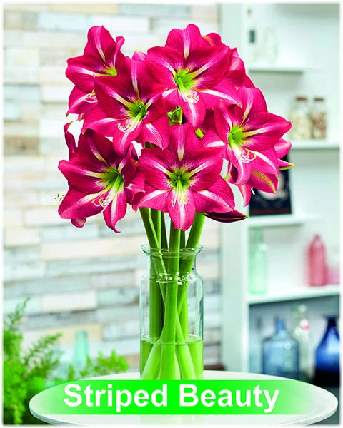 Striped Beauty® amaryllis van Park Amaryllis — Park Amaryllis Striped Beauty bloemen "The Amaryllis innovator" — foto 4
