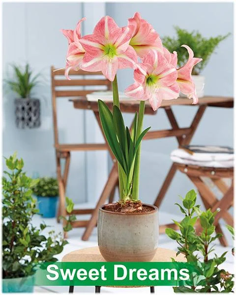 Sweet Dreams® amaryllis van Park Amaryllis — Park Amaryllis Sweet Dreams bloemen "The Amaryllis Innovator" — foto 2