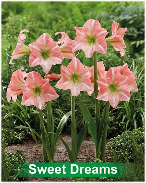 Sweet Dreams® amaryllis van Park Amaryllis — Park Amaryllis Sweet Dreams bloemen "The Amaryllis Innovator" — foto 3