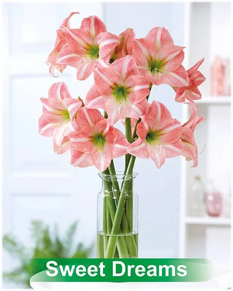 Sweet Dreams® amaryllis van Park Amaryllis — Park Amaryllis Sweet Dreams bloemen "The Amaryllis Innovator" — foto 4