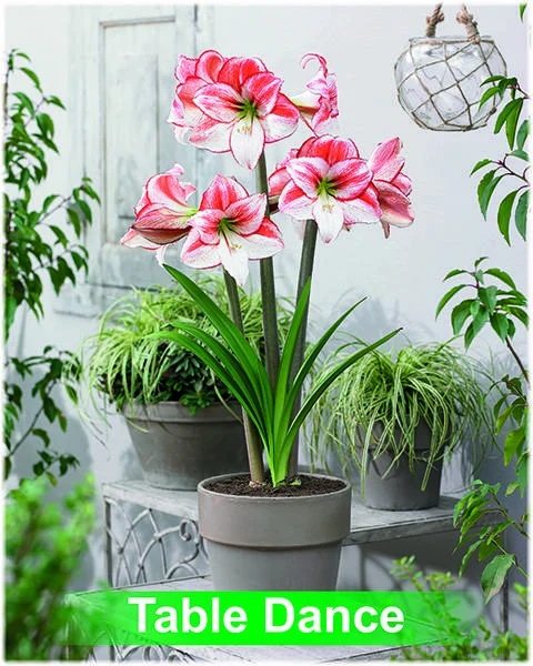 Table Dance® amaryllis van Park Amaryllis — Table Dance wit met rood gestreepte amaryllis Park Amaryllis — foto 2