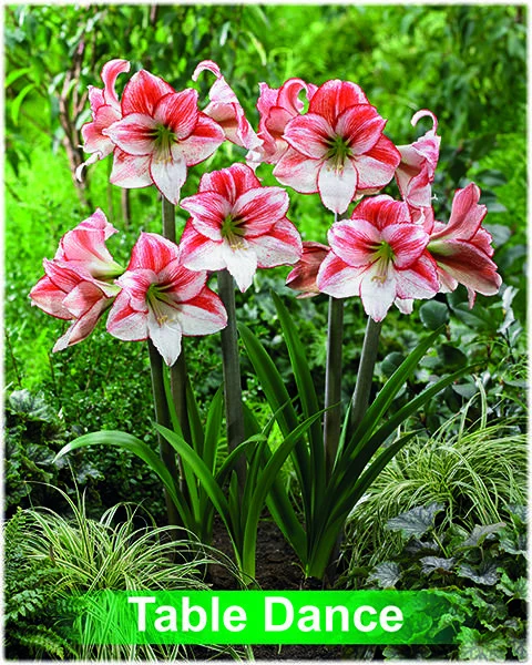 Table Dance® amaryllis van Park Amaryllis — Table Dance wit met rood gestreepte amaryllis Park Amaryllis — foto 3