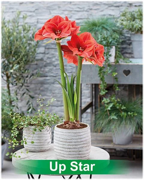 Up Star® amaryllis van Park Amaryllis — Up Stars rode amaryllis Park Amaryllis — foto 2
