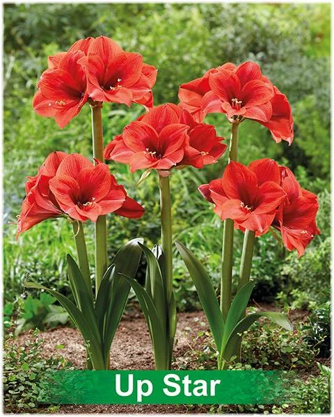 Up Star® amaryllis van Park Amaryllis — Up Stars rode amaryllis Park Amaryllis — foto 3