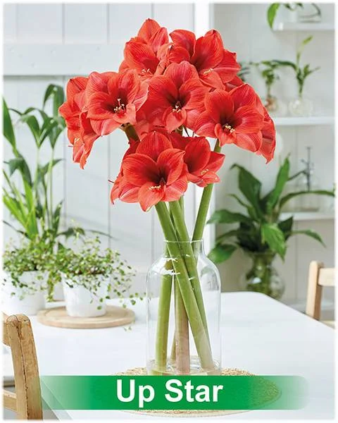 Up Star® amaryllis van Park Amaryllis — Up Stars rode amaryllis Park Amaryllis — foto 4