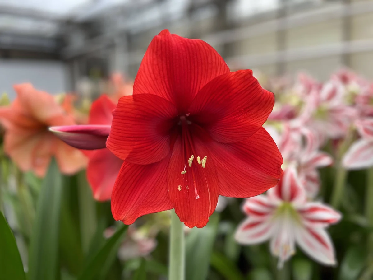 Vesuvius® amaryllis van Park Amaryllis — Vesuvius rode amaryllis van Park Amaryllis — foto 2