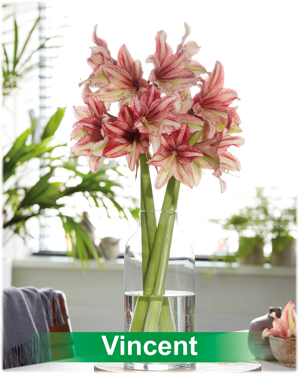 Vincent® amaryllis van Park Amaryllis — Vincent® crème met roze van Park Amaryllis — foto 2