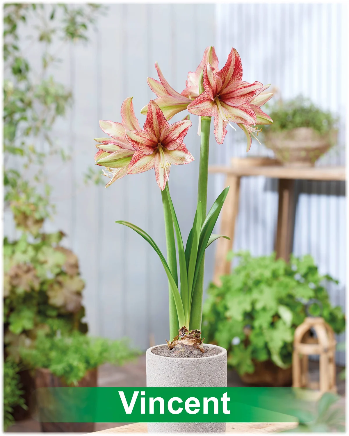 Vincent® amaryllis van Park Amaryllis — Vincent® crème met roze van Park Amaryllis — foto 3