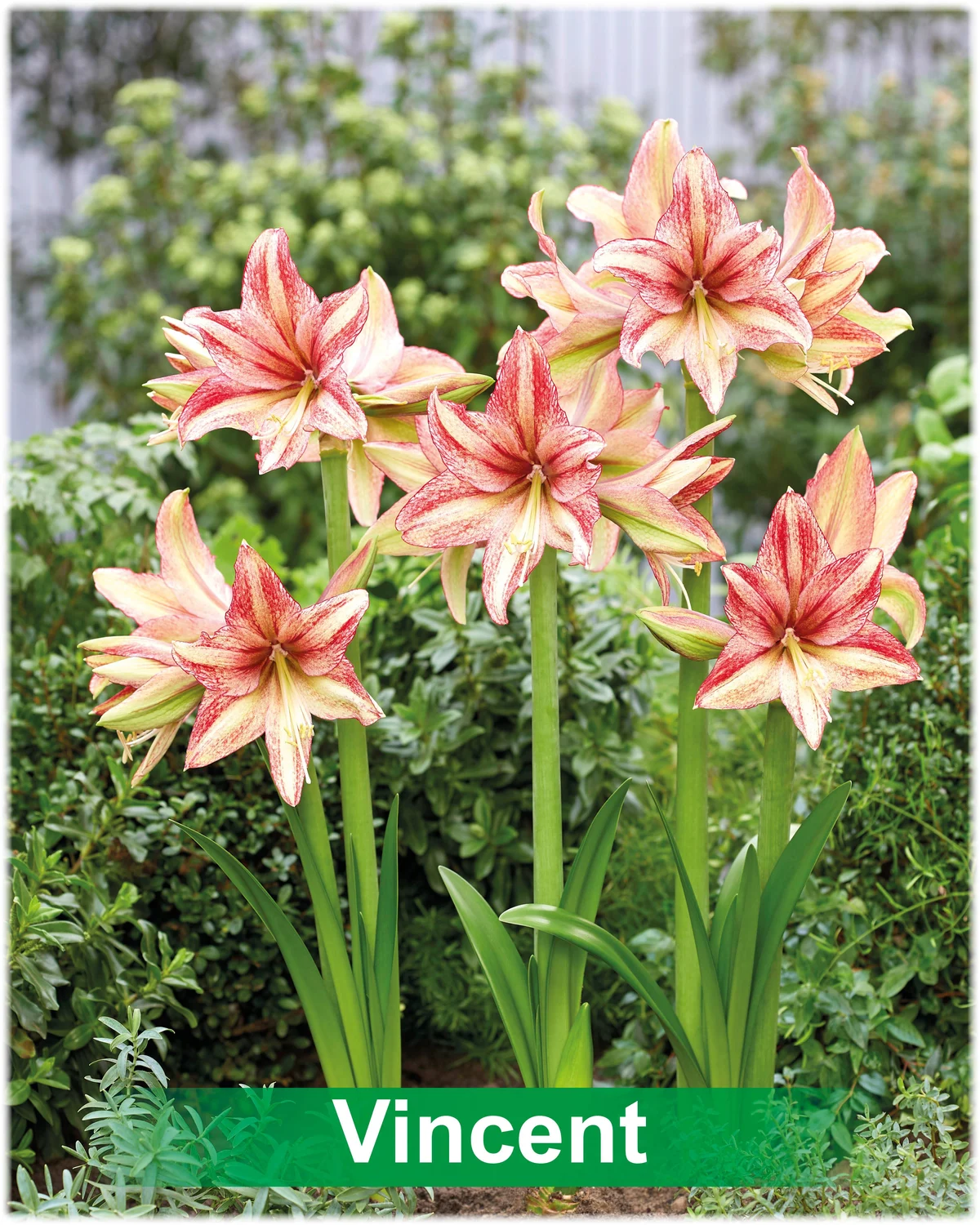 Vincent® amaryllis van Park Amaryllis — Vincent® crème met roze van Park Amaryllis — foto 4