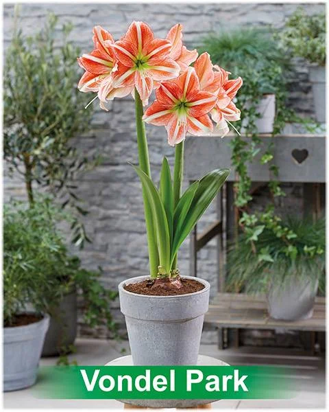 Vondel Park® amaryllis van Park Amaryllis — Park Amaryllis Vondel Park bloemen "The Amaryllis innovator" — foto 2