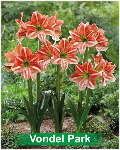 Vondel Park® amaryllis van Park Amaryllis — Park Amaryllis Vondel Park bloemen "The Amaryllis innovator" — foto 3