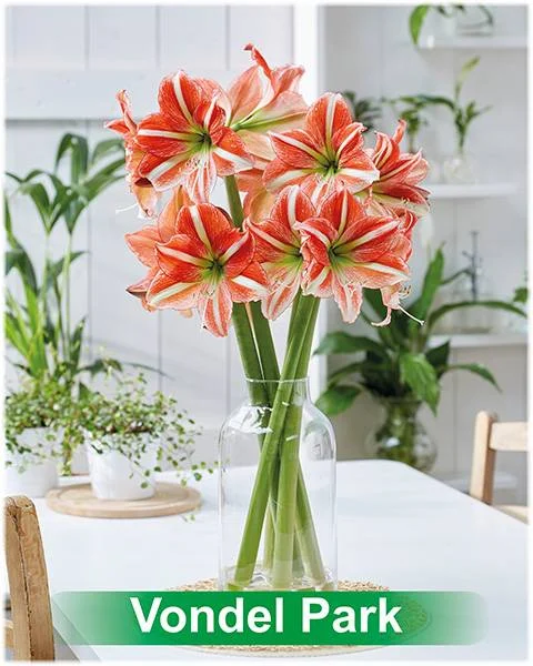 Vondel Park® amaryllis van Park Amaryllis — Park Amaryllis Vondel Park bloemen "The Amaryllis innovator" — foto 4