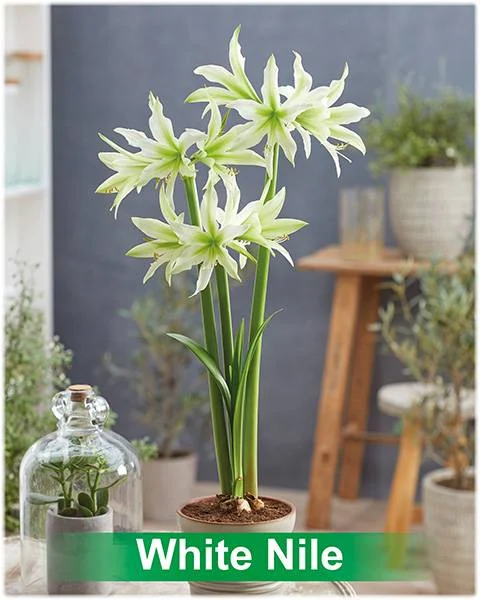 White Nile® amaryllis van Park Amaryllis — White Nile witte cybister amaryllis Park Amaryllis — foto 2