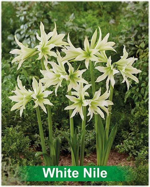 White Nile® amaryllis van Park Amaryllis — White Nile witte cybister amaryllis Park Amaryllis — foto 3