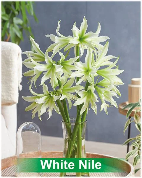 White Nile® amaryllis van Park Amaryllis — White Nile witte cybister amaryllis Park Amaryllis — foto 4