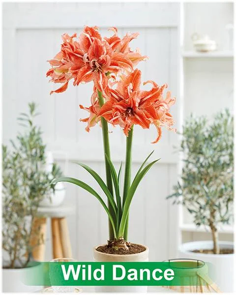 Wild Dance ® amaryllis van Park Amaryllis — Wild Dance rood met wit dubbel gestreepte amaryllis Park Amaryllis — foto 2