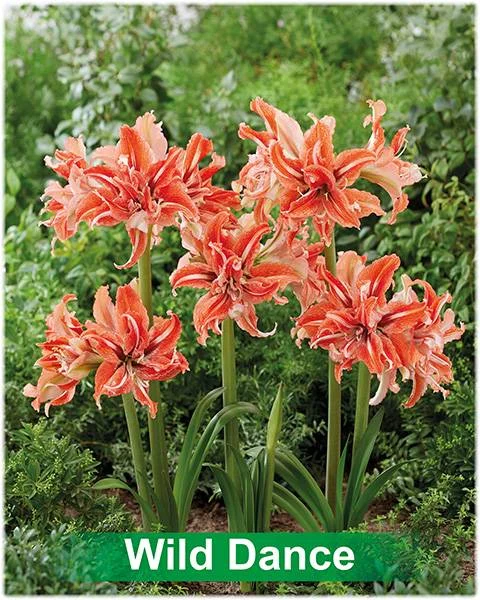 Wild Dance ® amaryllis van Park Amaryllis — Wild Dance rood met wit dubbel gestreepte amaryllis Park Amaryllis — foto 3