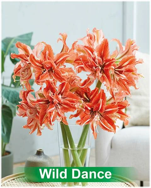 Wild Dance ® amaryllis van Park Amaryllis — Wild Dance rood met wit dubbel gestreepte amaryllis Park Amaryllis — foto 4