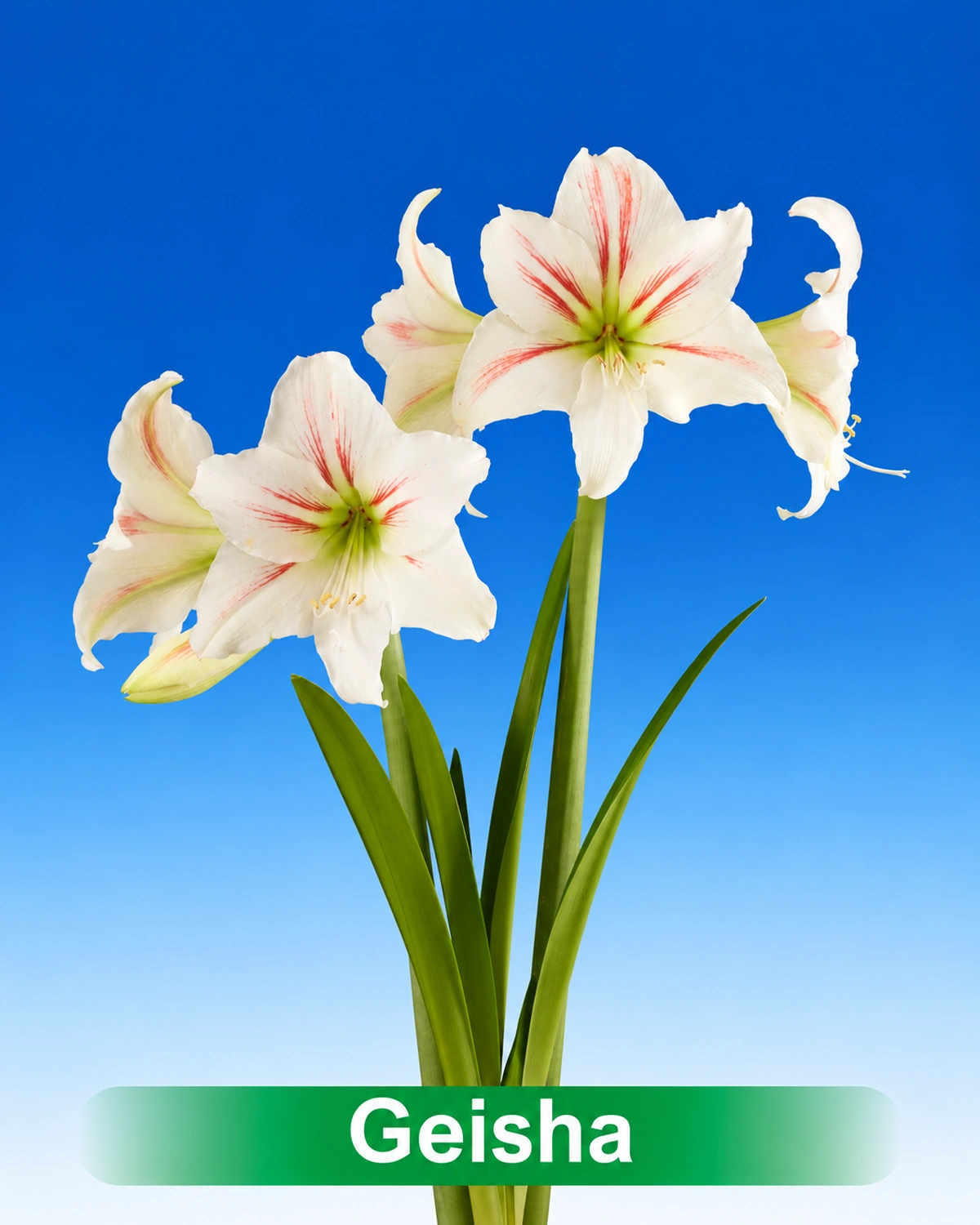 Geisha® amaryllis van Park Amaryllis — Geisha wit met rode amaryllis van Park Amaryllis