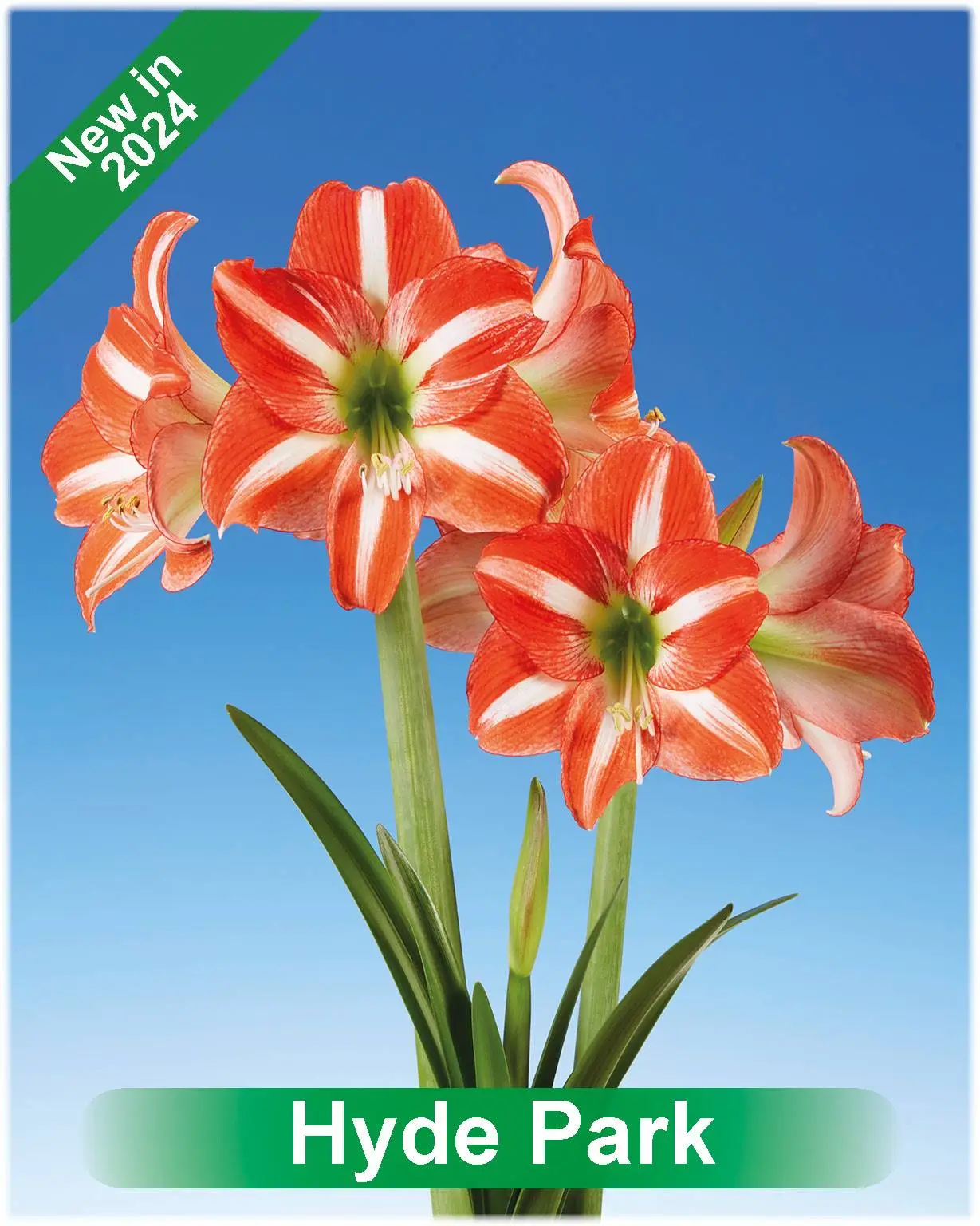 Hyde Park® amaryllis van Park Amaryllis — Park Amaryllis Hyde Park Grote, dieprode bloemen met subtiele witte accenten en een groen hart.