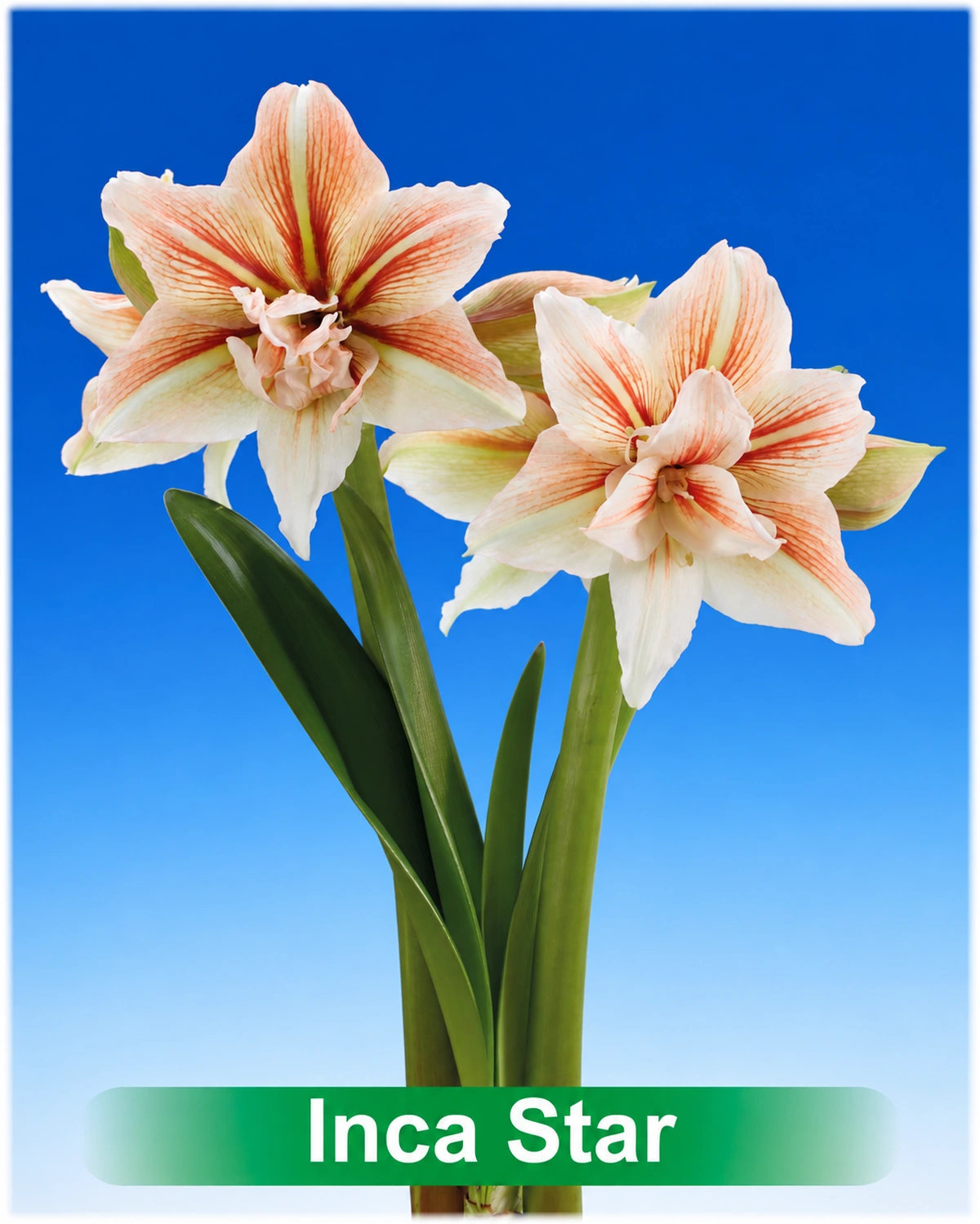 Inca Star® amaryllis van Park Amaryllis — Inca Star rood met creme dubbel gestreepte amaryllis Park Amaryllis