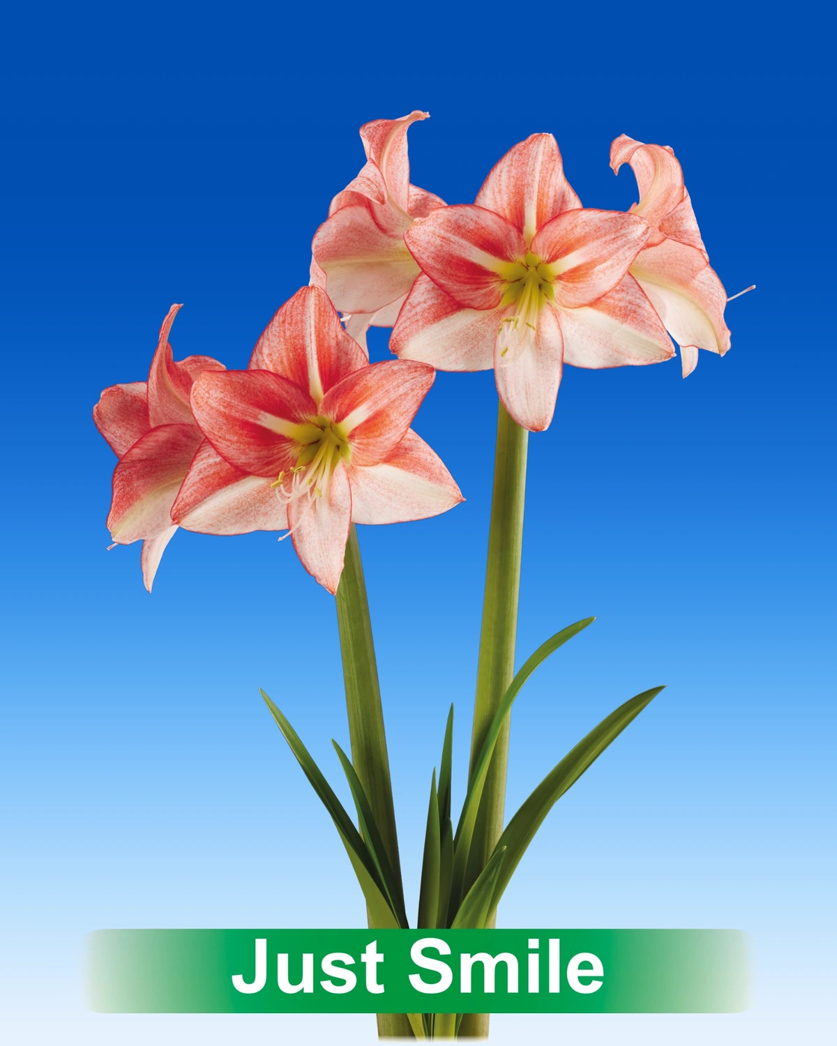 Just Smile® amaryllis van Park Amaryllis — Just Smile rode met witte amaryllis van Park Amaryllis