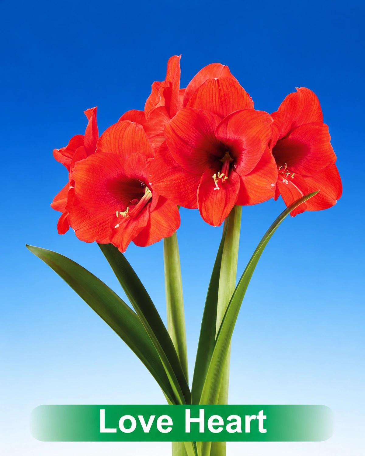 Love Heart® amaryllis van Park Amaryllis — Love Heart rode amaryllis van Park Amaryllis