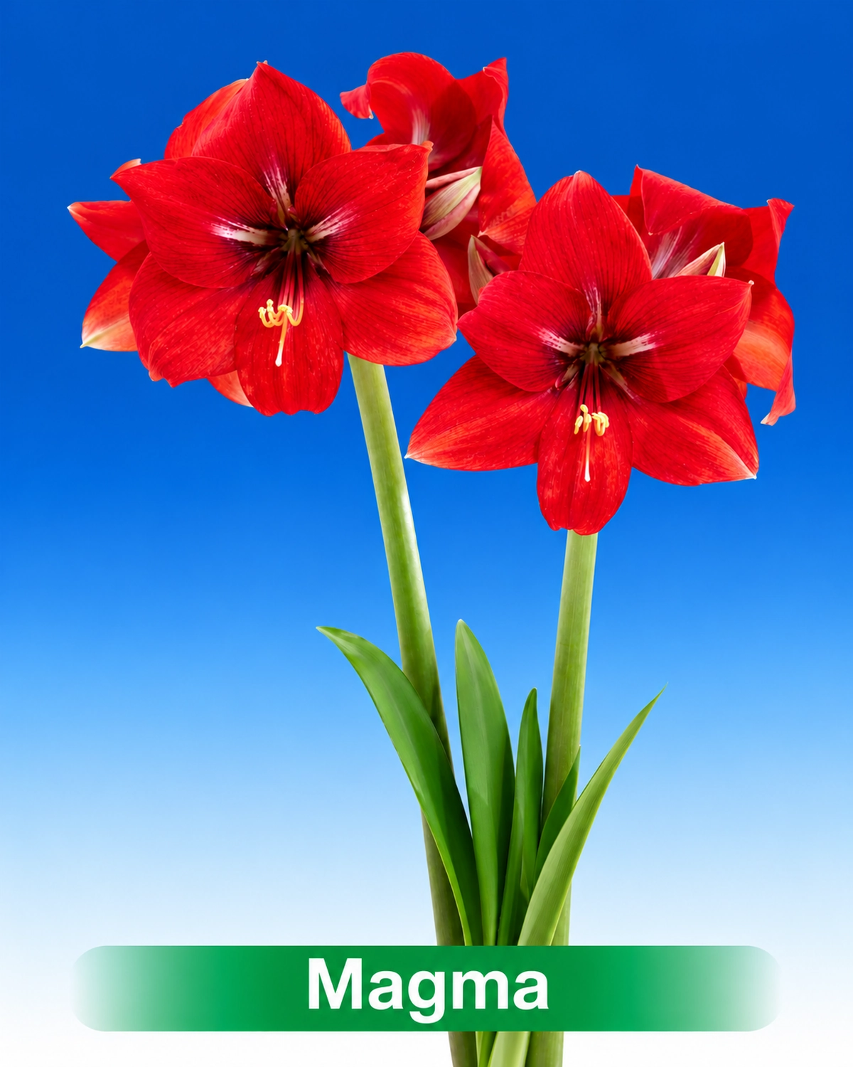 Magma® amaryllis van Park Amaryllis — Magma rode amaryllis van Park Amaryllis