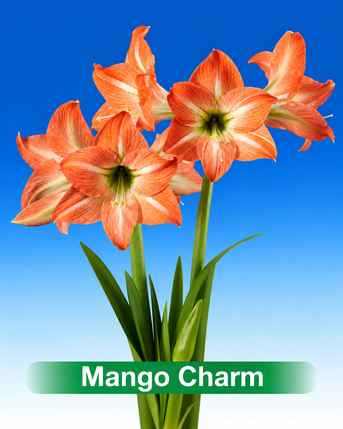 Mango Charm® amaryllis van Park Amaryllis — Mango Charm peach gestreepte amaryllis van Park Amaryllis