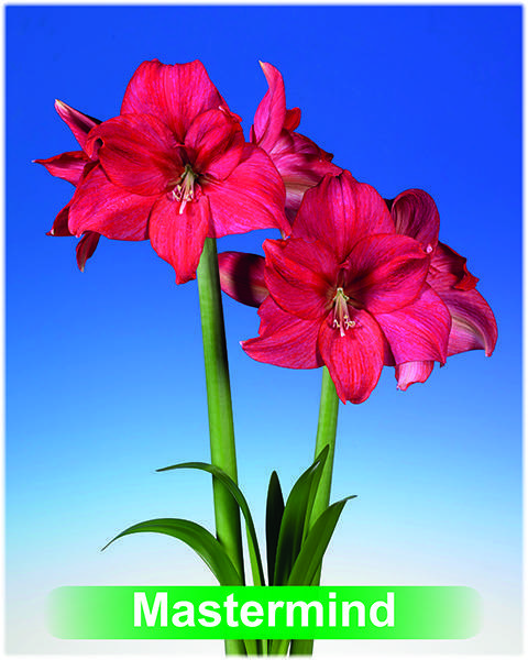 Mastermind® amaryllis van Park Amaryllis — Park Amaryllis Mastermind bloemen The Amaryllis innovator