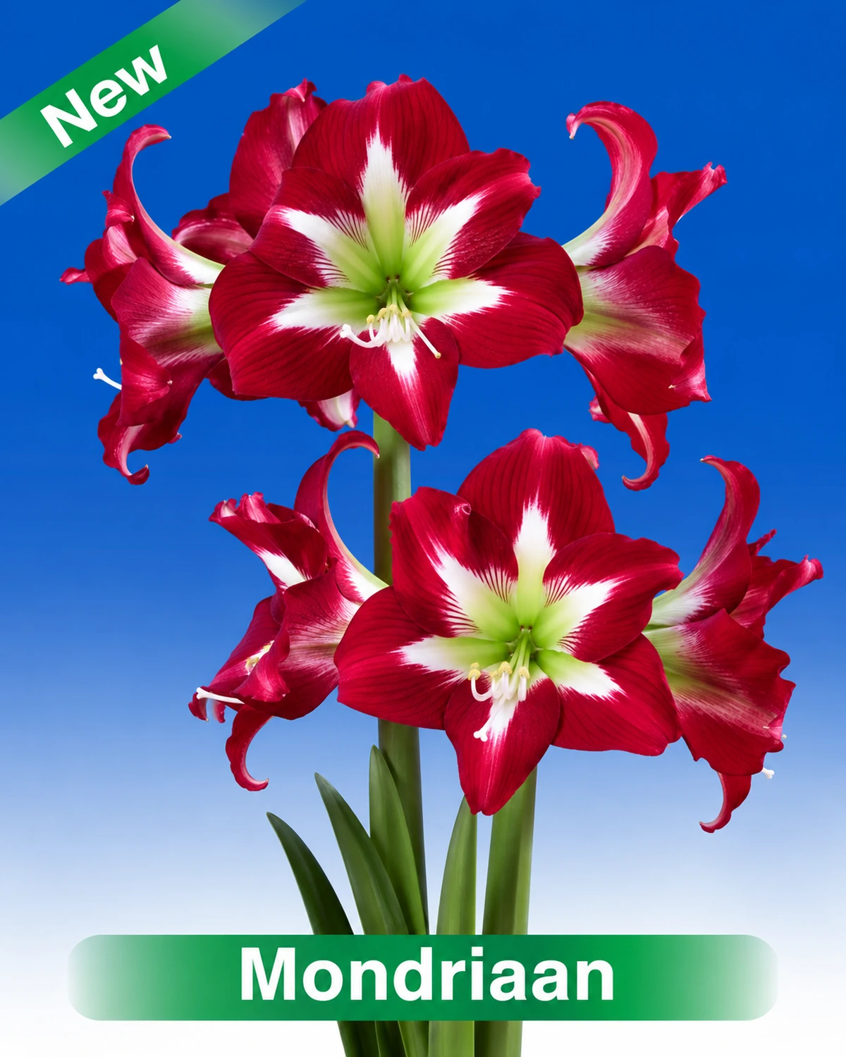 Mondriaan® amaryllis van Park Amaryllis — Mondriaan donker rode met witte amaryllis van Park Amaryllis