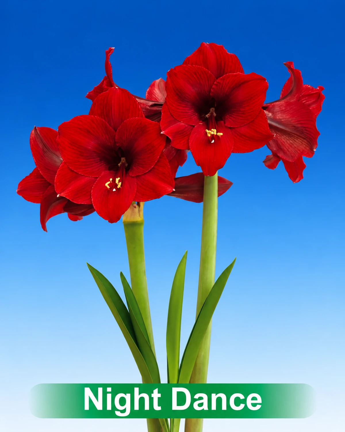 Night Dance® amaryllis van Park Amaryllis — Night Dance donker rode amaryllis van Park Amaryllis