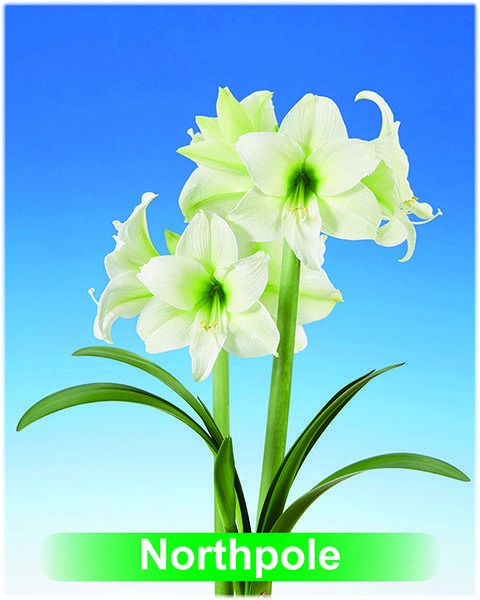 Northpole® amaryllis van Park Amaryllis — Park Amaryllis Northpole "The Amaryllis innovator"