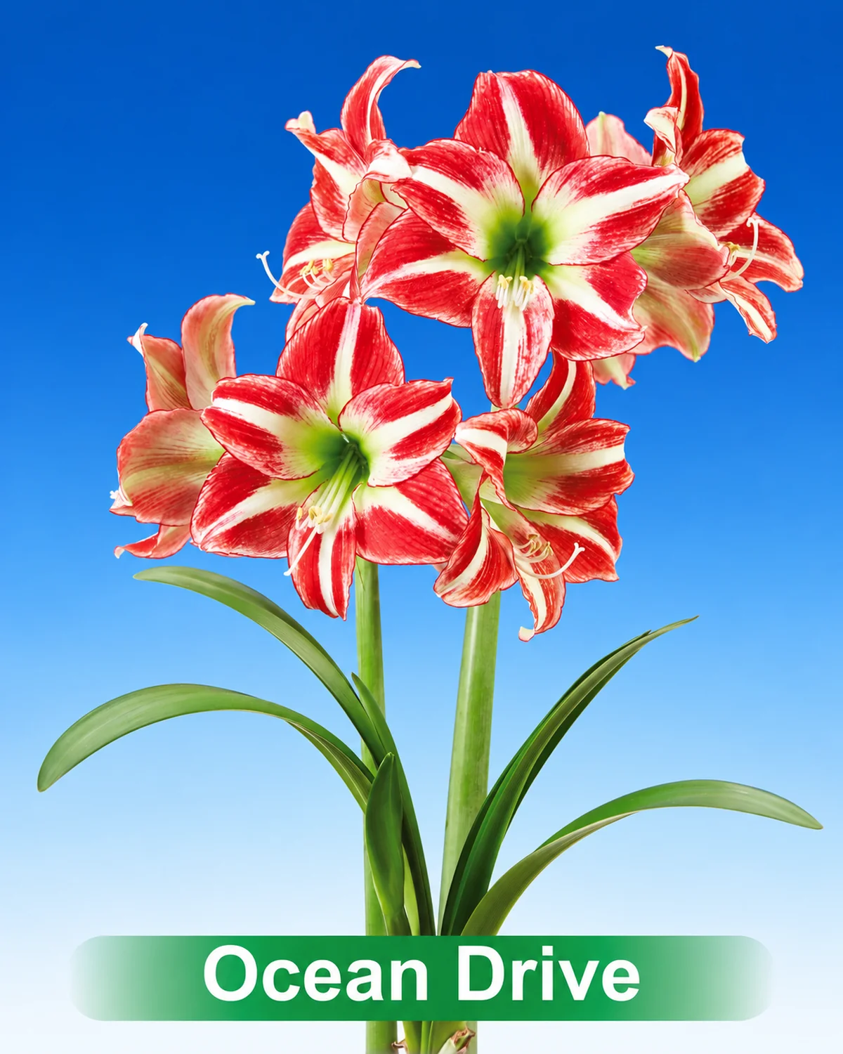Ocean Drive® amaryllis van Park Amaryllis — Ocean Drive rood met wit gestreept van Park Amaryllis