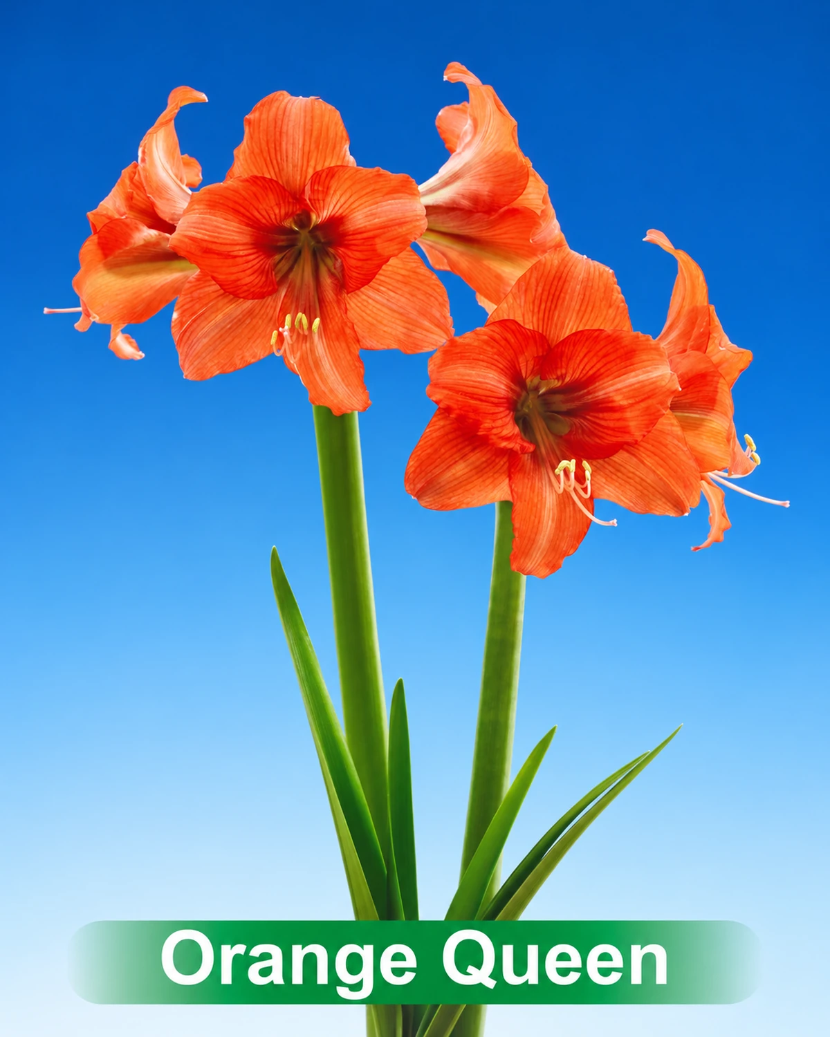 Orange Queen® amaryllis van Park Amaryllis — Orange Queen oranje amaryllis van Park Amaryllis