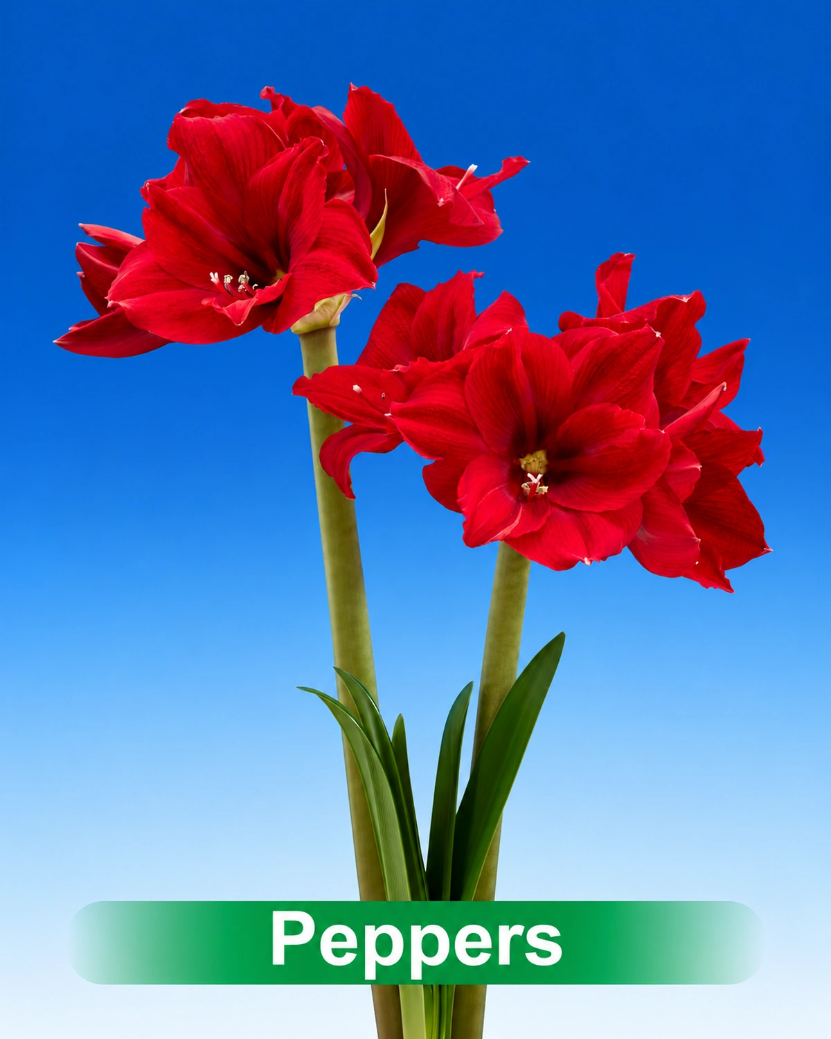 Peppers® amaryllis van Park Amaryllis — Peppers donker rode amaryllis van Park Amaryllis
