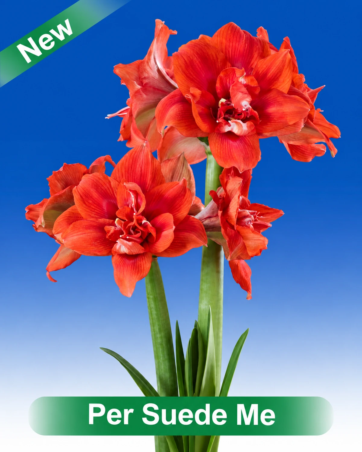 Per Suede Me® amaryllis van Park Amaryllis — Per Suede Me rode dubbelbloemige amaryllis van Park Amaryllis
