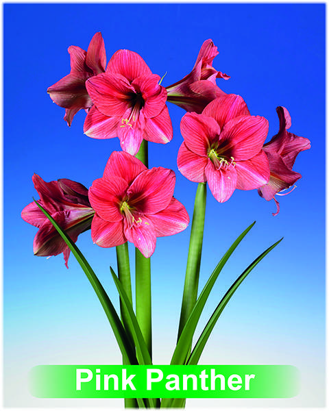 Pink Panther® amaryllis van Park Amaryllis — Park Amaryllis Pink Panther bloemen "The Amaryllis Innovator"