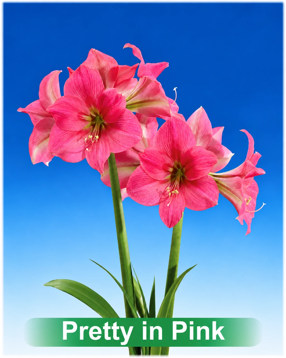 Pretty in Pink® amaryllis van Park Amaryllis — Pretty in Pink roze amaryllis van Park Amaryllis